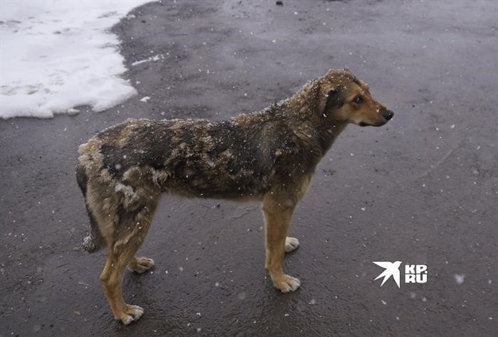 Бродячие собаки нападают на жителей Академического