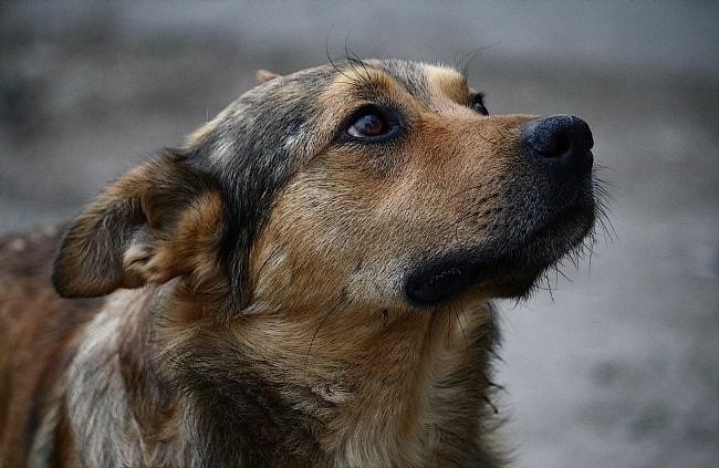 Кому жаловаться, если уход за животными причиняет окружающим неудобства?