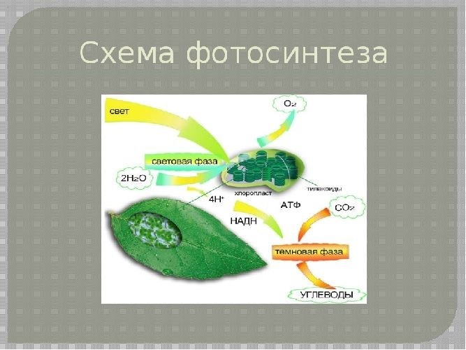 Важность сохранения природных ресурсов для будущих поколений