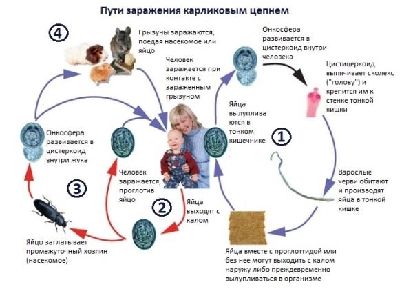  Карликовый гименолепидоз: какие проблемы могут возникнуть без лечения? 