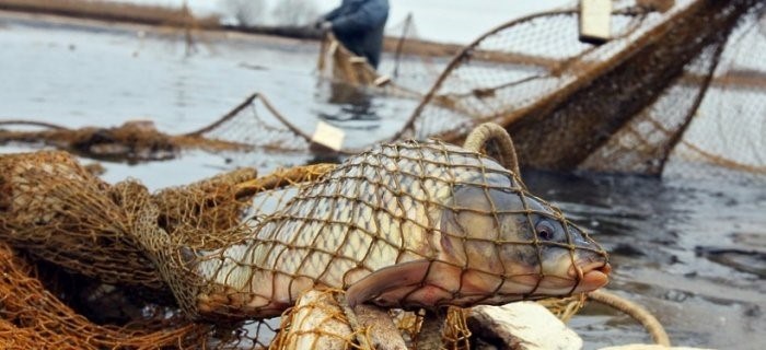 Уголовная ответственность за незаконную охоту и рыболовство