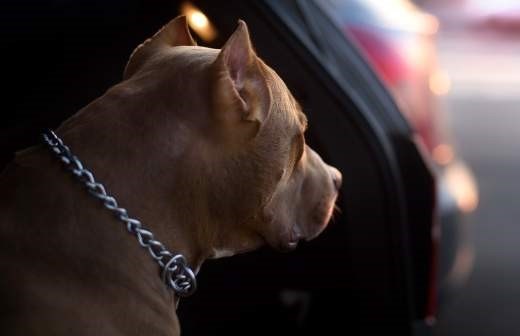 Запрещен выгул собак: правила, штрафы и породы