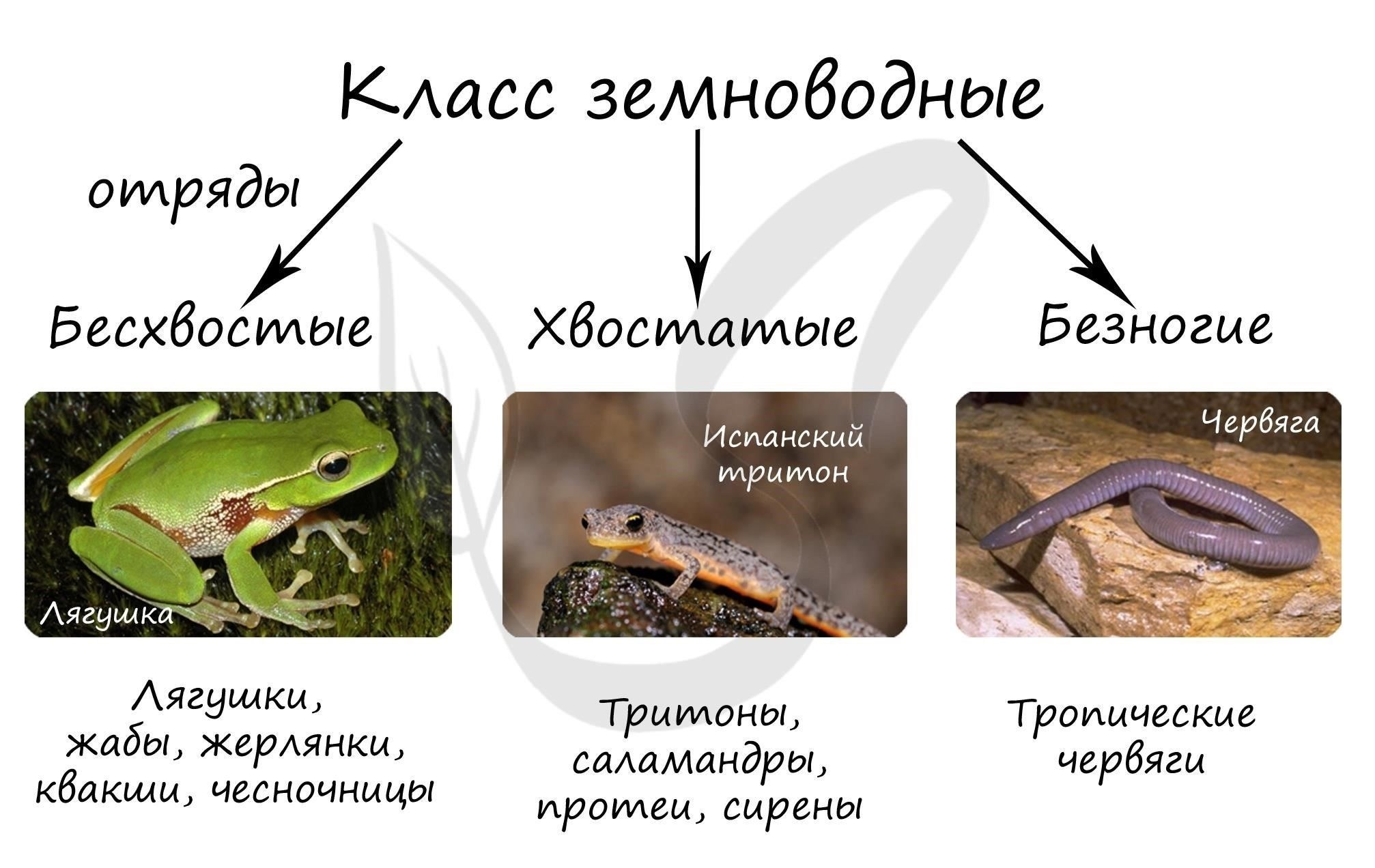 Практические подходы к борьбе с наплывом земноводных в вашем подвале